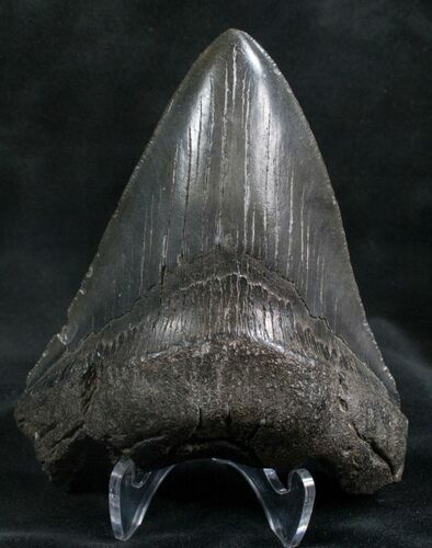 Serrated Megalodon Tooth - South Carolina #7478